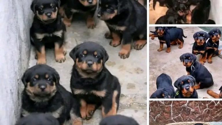 Estoy dando estos perritos en adopción porque no puedo criarlos ya que tengo a sus padres por favor personas serias y cuidadosas para ellos en este enlace encontrarás fotos y videos de los cachorros …Ver Más