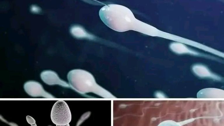 Estudios revelan que tragarse el semen de su pareja no tiene ningún tipo de problemas, al contrario el mismo contiene componentes nutritivos para la …Ver más