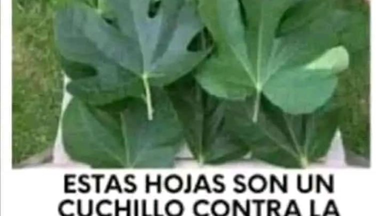 Si tiene ESTA planta en tu casa, tienes un tesoro y no lo sabía Aquí te diremos el por qué.