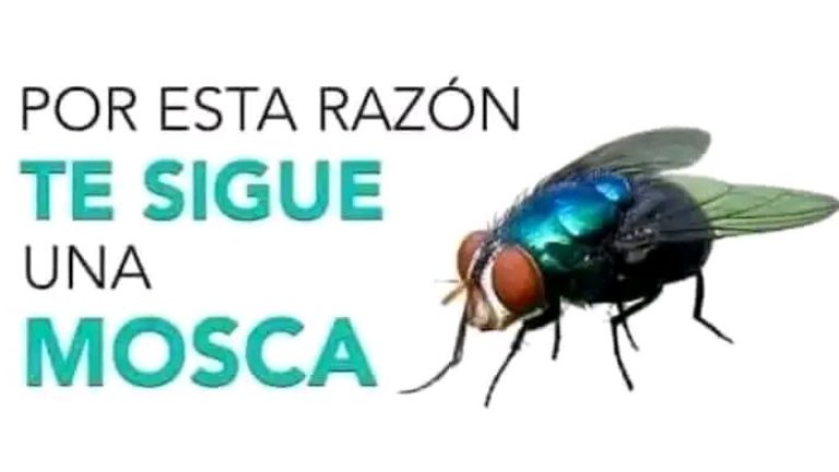 Sabías que las MOSCAS te persiguen cuando…