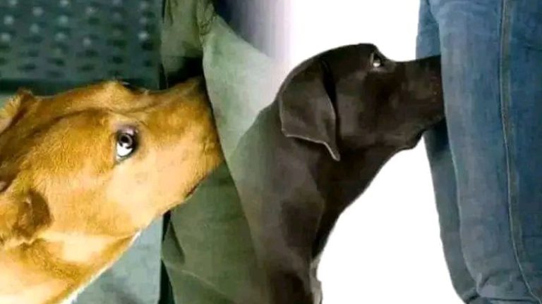 Si tu perro huele tus partes intimas significa que tienes esta enfermo.