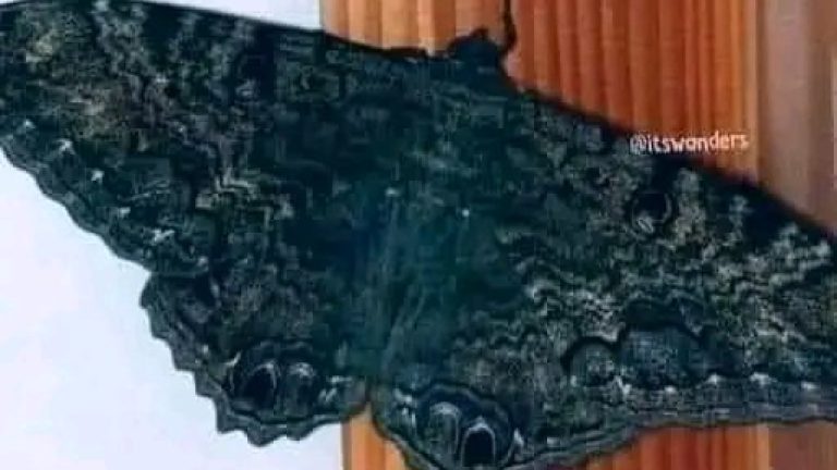 Sabías que si una De estas llega a tu hogar..conoce el significado en el siguiente video