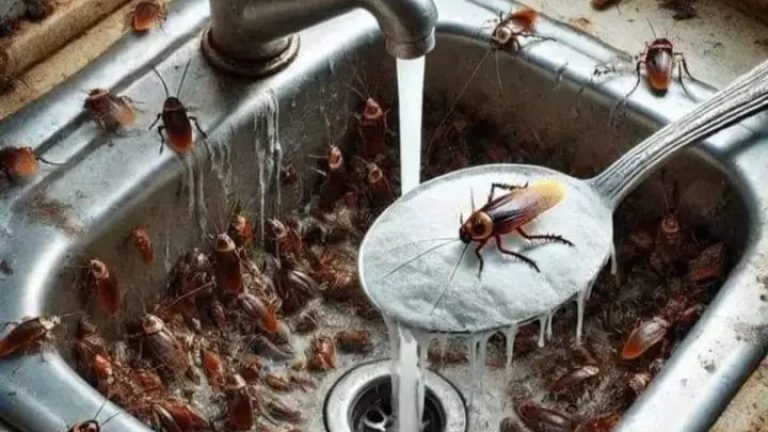 SABIAS QUE LAS CUCARACHAS TIENEN muchas cosas negativas.