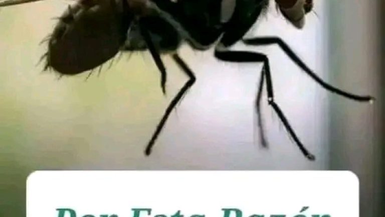 Sabías que las MOSCAS te persiguen cuando necesitas realizar cambios importantes en tu vida.
