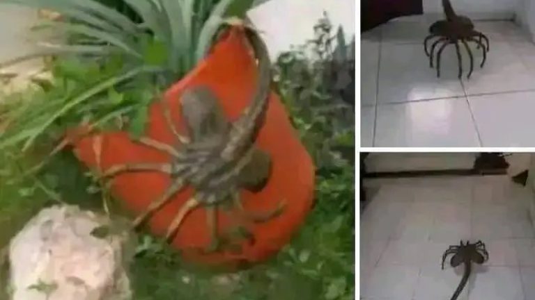 ALIEN: ROMULUS si ves ESTA «ARAÑA CON COLA» EN TU CASA NO…VER MAS