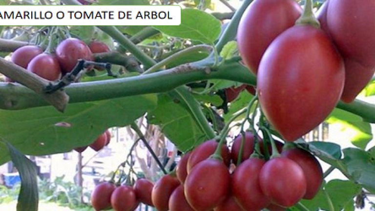 TAMARILLO O TOMATE DE ARBOL: Liquida la Diabetes, Presión Alta, Grasa,Corazón…