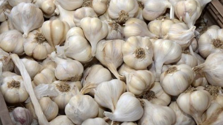 El PODER DEL AJO ANTIBIOTICO NATURAL