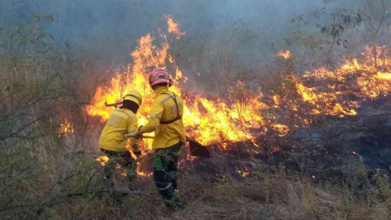 Todo lo que debes saber del Incendios en las Amazonas #PrayForAmazonas